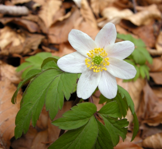 Anemone nemorosa / Anemone dei boschi